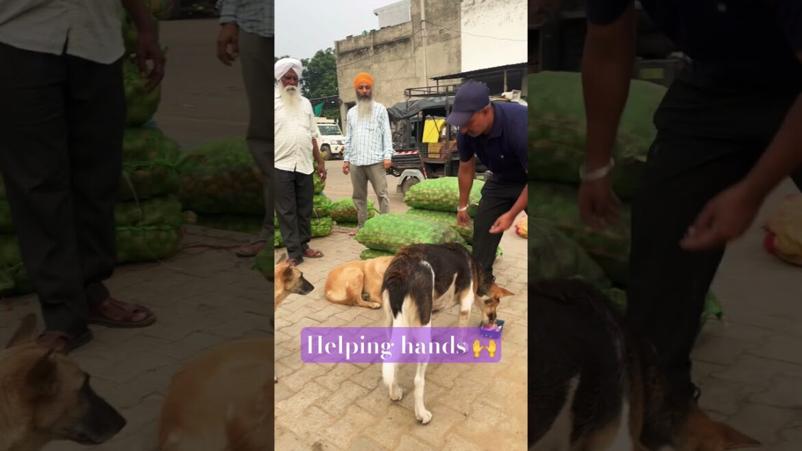 11 August 2025#dog #search #shortfeed #help #karma #browser