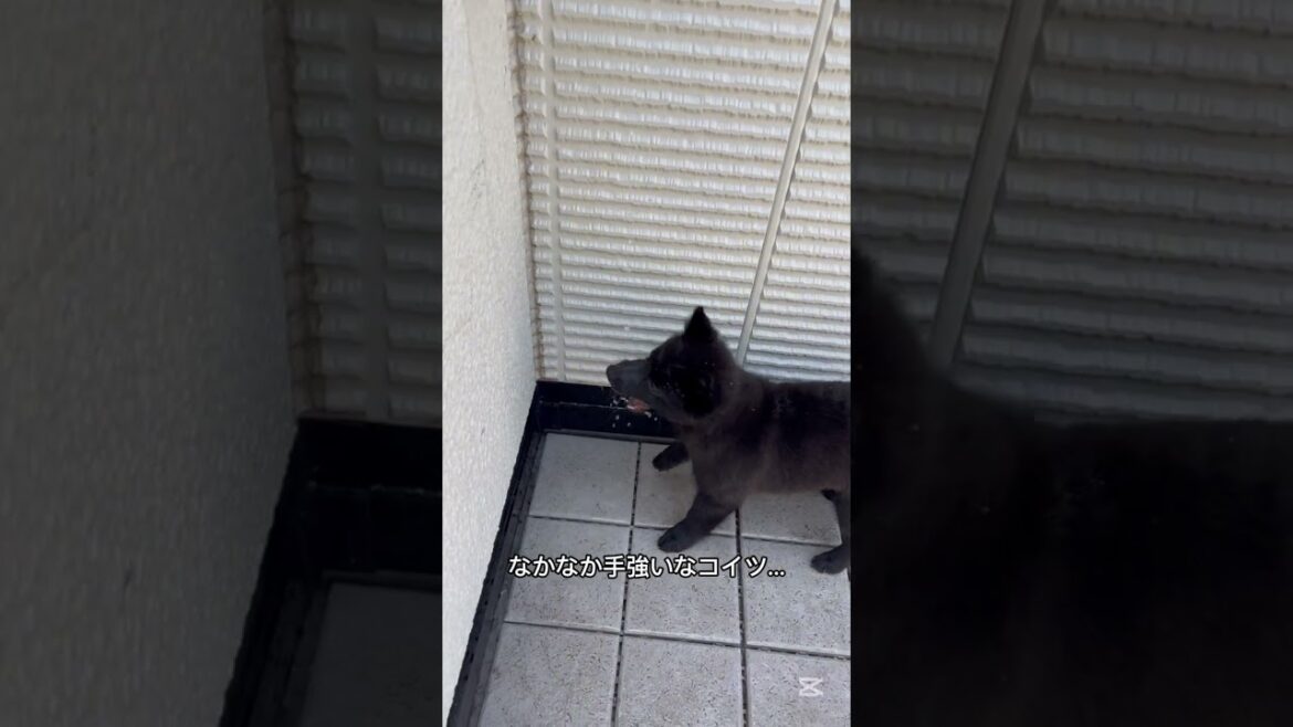 スキップvs水#shorts #スキッパーキ #スキップ #犬動画