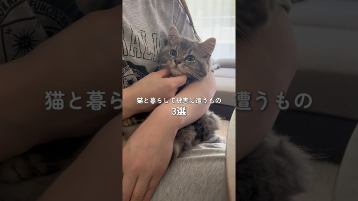 猫と暮らして被害に遭うもの3選 #マンチカン #猫 #猫のいる暮らし #cat