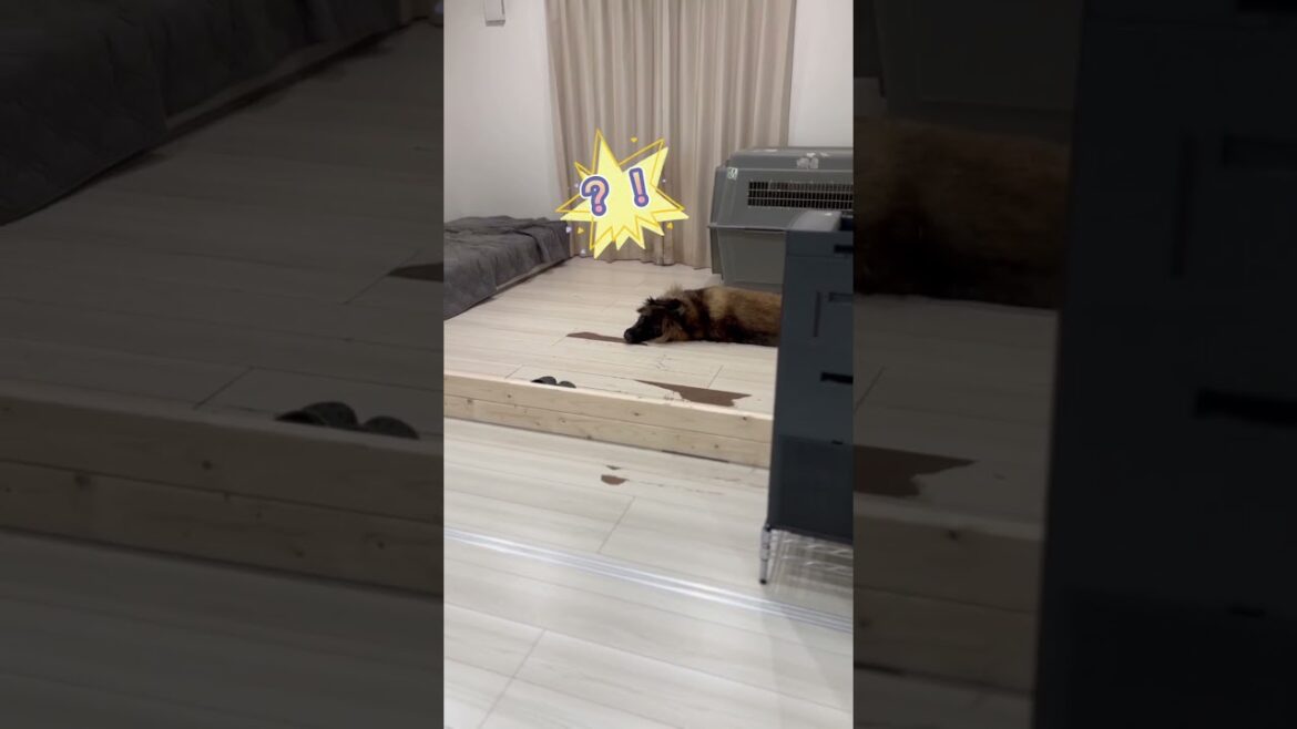 【超大型犬】　ショート ある日のボーズ　Leonberger　レオンベルガー  #Shorts   #大型犬のいる生活