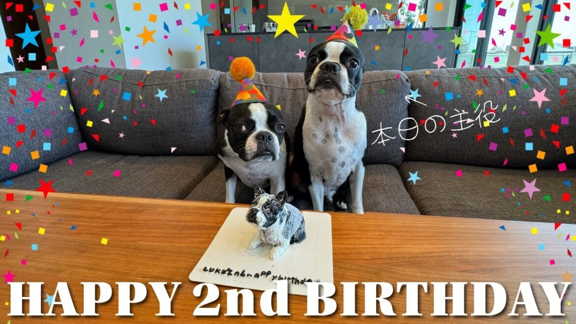 【ボストンテリア】Happy 2nd Birthday LUKE🎉