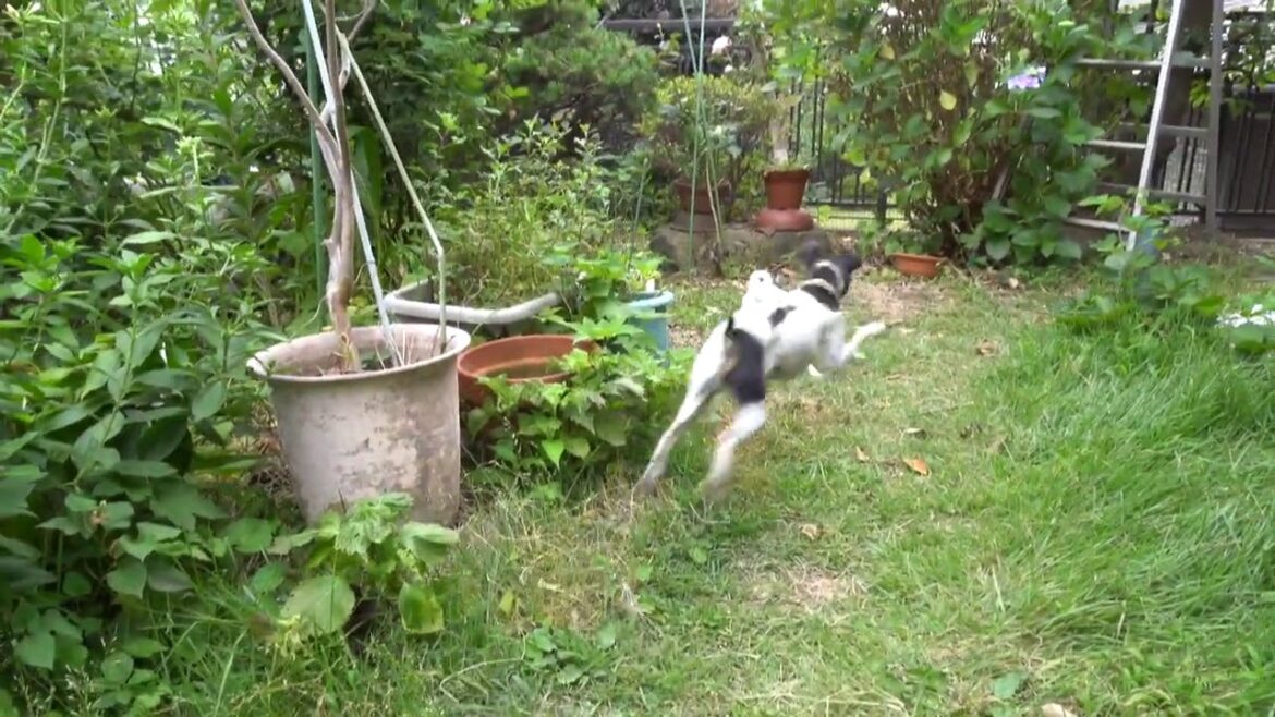 C0048S03 兄妹喧嘩？　日本テリア(Japanese Terrier,Nihon Terrier)