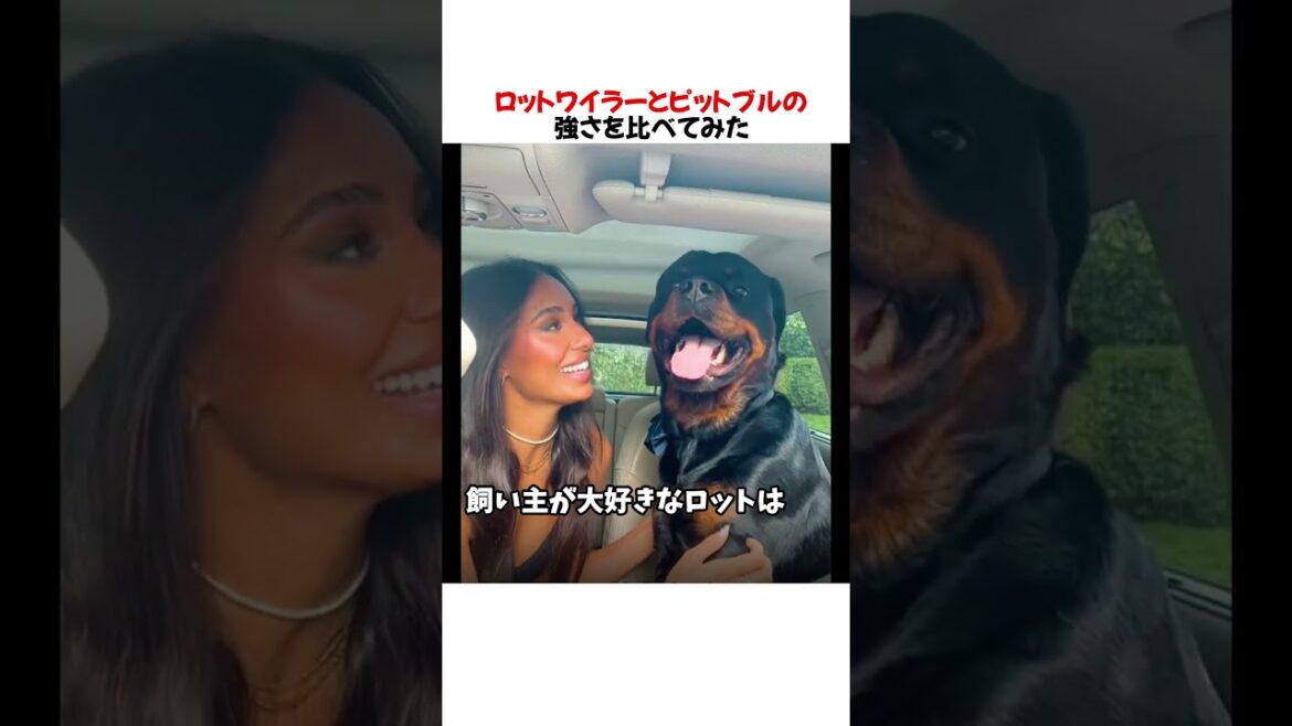 ロットワイラーとピットブルの魅力を比べてみた結果wwwwww