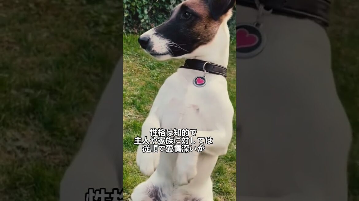 ペットにしたい犬の紹介 #スムースフォックステリア #犬好きさんと繋がりたい #犬のいる暮らし #図鑑 #dog