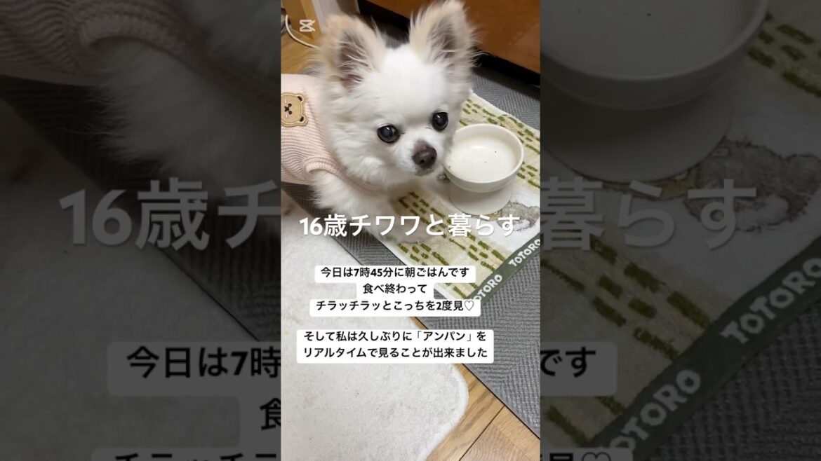 16歳10ヶ月チワワと暮らす#ロングコートチワワ #チワワのチロ