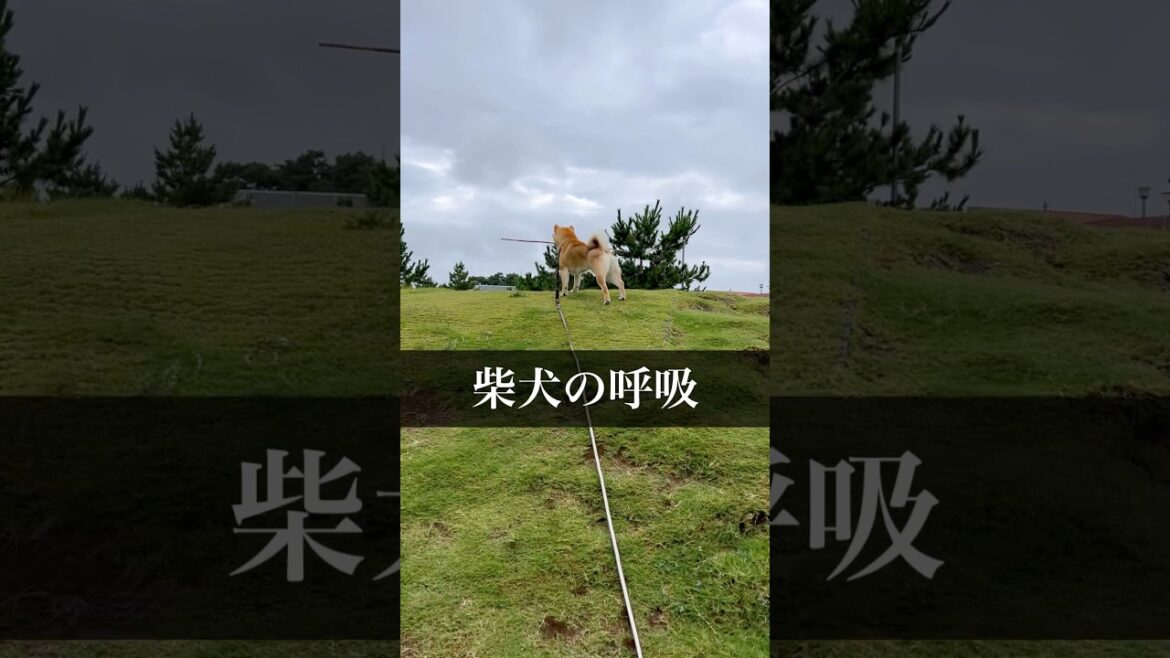 新アニメ『柴犬の牙』　今秋スタート、、、か？　#柴犬　#柴犬とん