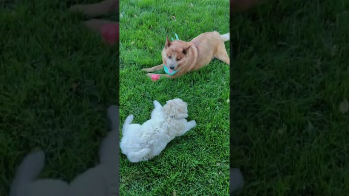 庭遊び!オーストラリアンキャトルドッグとチャウチャウの女の子🐣 #パピー #チャウチャウ #chowchow #子犬 #puppy #australiancattledog 庭遊び!オーストラリアンキャトルドッグとチャウチャウの女の子🐣 #パピー #チャウチャウ #chowchow #子犬 #puppy #australiancattledog