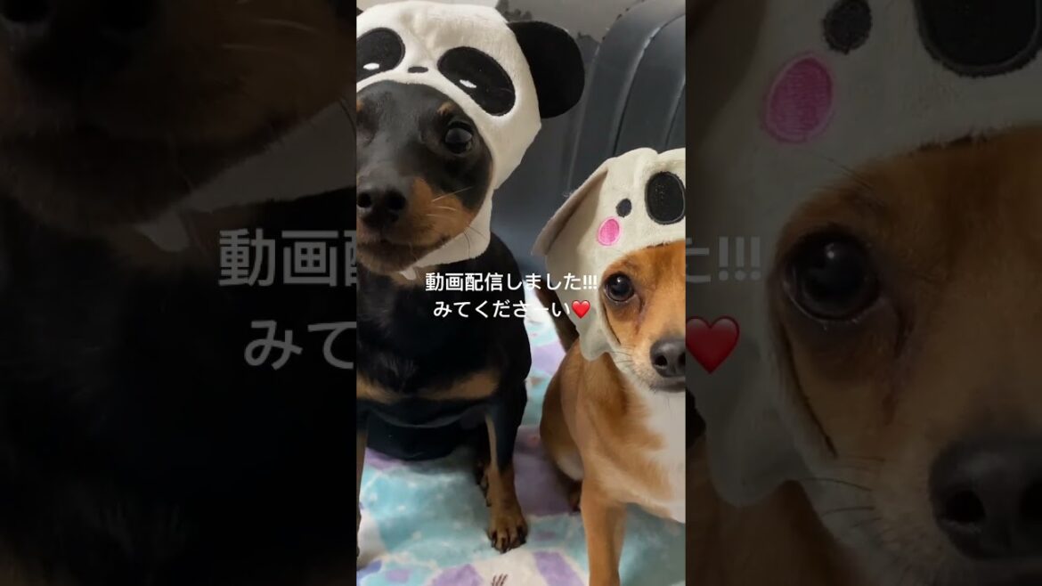 被せてみた!! #犬 #いぬ #わんこ #dog #ミニチュアピンシャー #ミニピン #チワワ #チワピン #ペキニーズ #ペキ #개 #dog #shorts #short #shortvideo