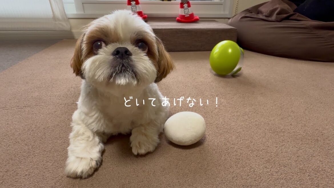 【シーズー】可愛いデモ隊に通せんぼされましたw w w【犬Vlog】