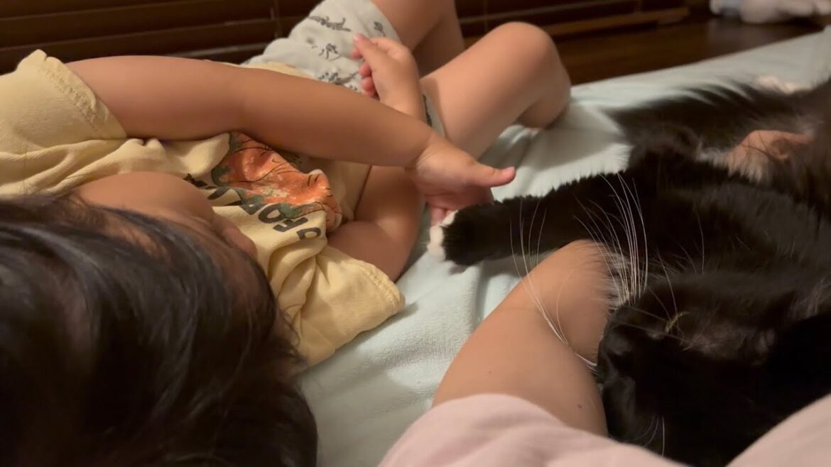 堂々と甘え続ける猫　ラガマフィンThe cat keeps its place in the middle. Ragamuffin