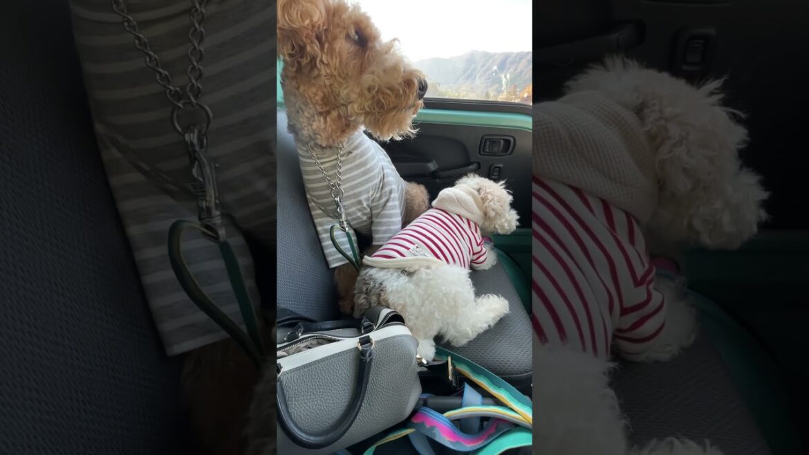 そのあとちゃっかり仕返ししたきなこ#ワイヤーフォックステリア