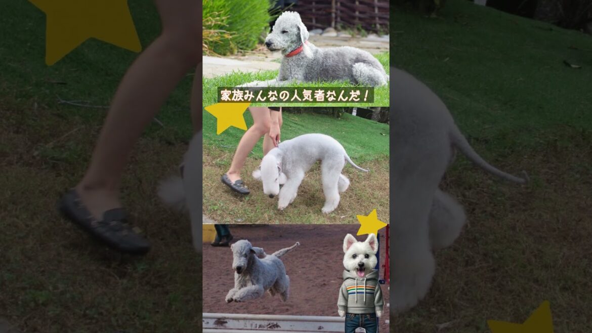 ベドリントン・テリアを紹介するます【犬種紹介No047】