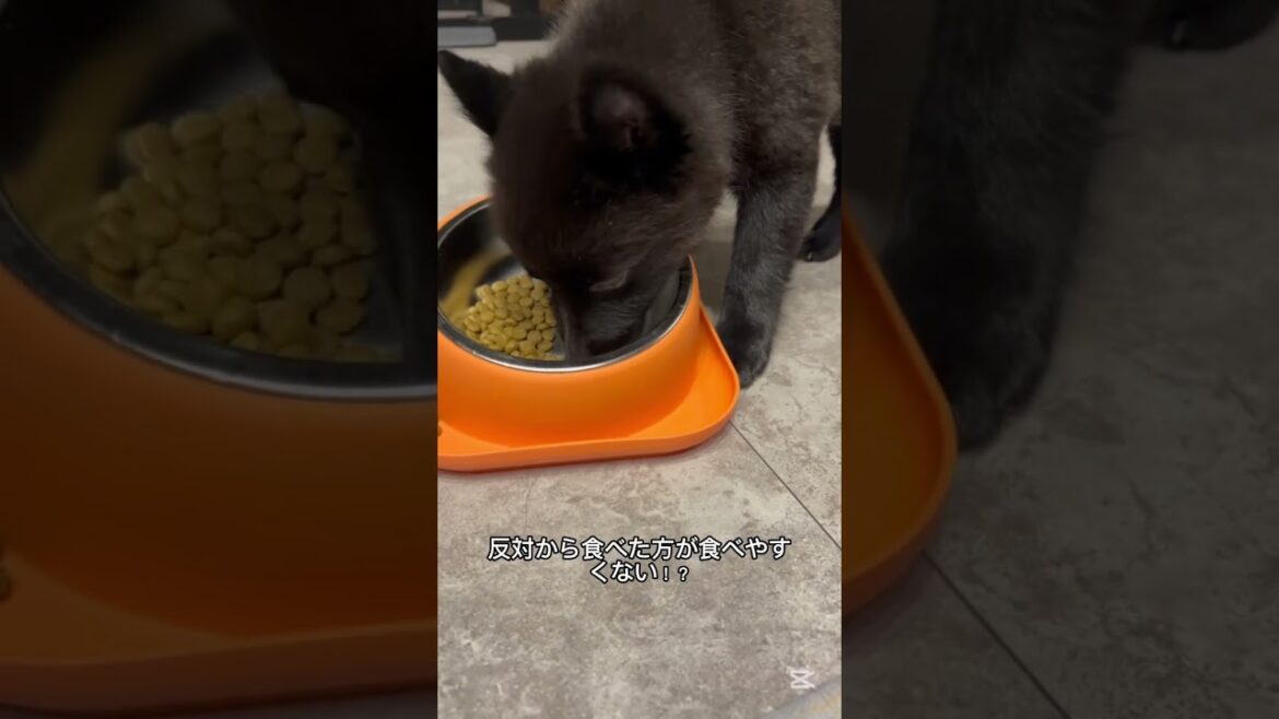 スキップのご飯 #Shorts #スキップ #スキッパーキ #ひとり遊び #犬動画  #cutedog #dogshorts #ペットのいる暮らし #schipp #schipperke