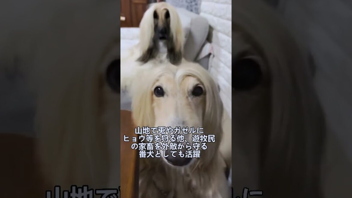 ペットにしたい犬の紹介 #アフガンハウンド #犬好きさんと繋がりたい #犬のいる暮らし #図鑑 #dog