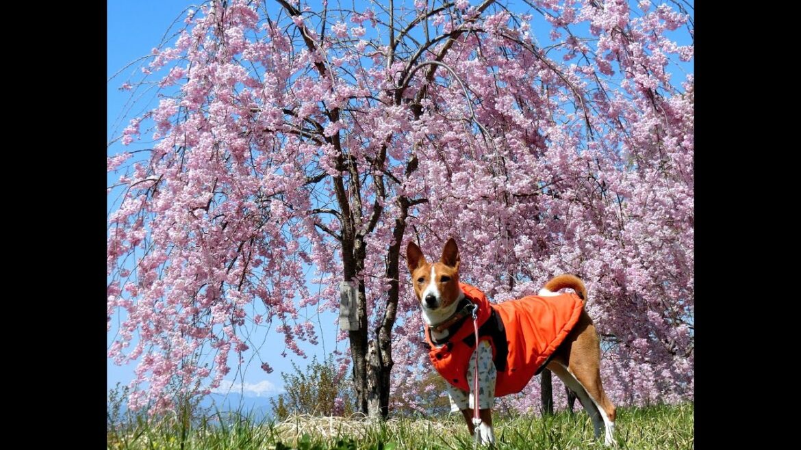 【バセンジー】しらすの小諸桜散歩 Basenji Dog Spring Walk in KOMORO NAGANO