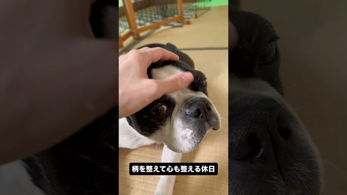 愛犬の頭皮の柄を整える休日 #ボストンテリア