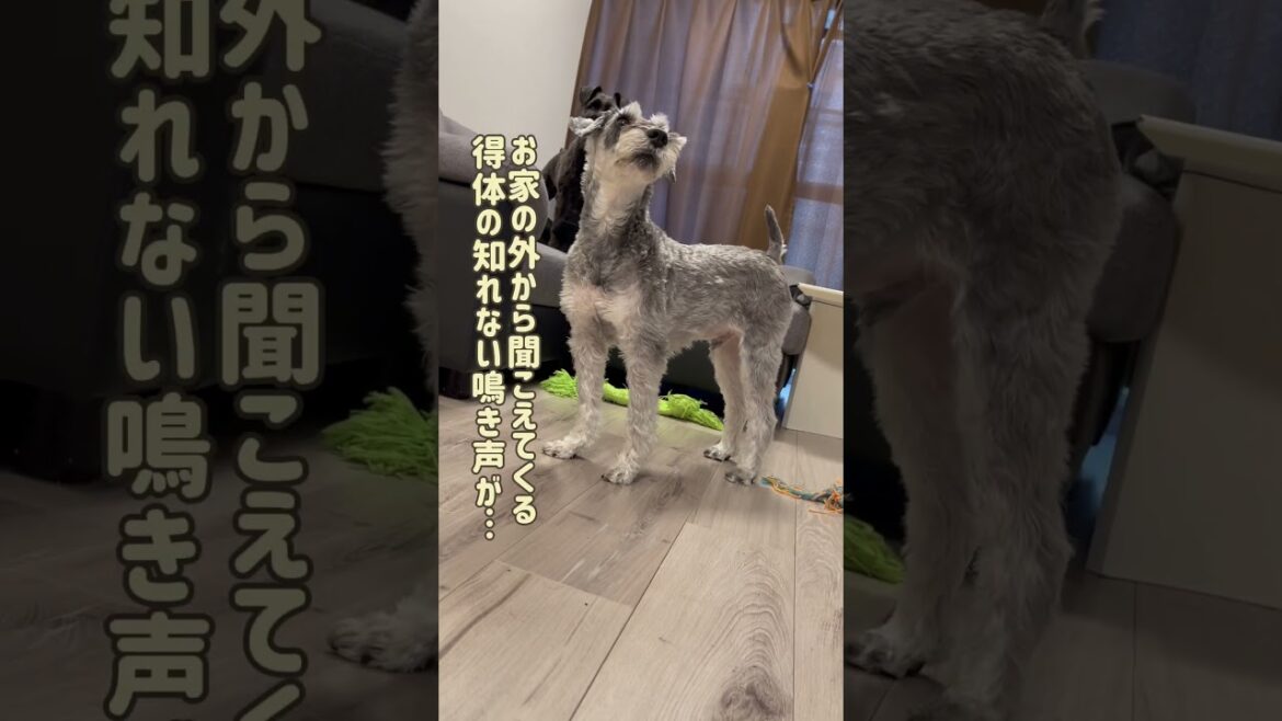 【れおぱおチャンネル】外から聞こえてくる不思議な鳴き声とは？　#愛犬　#多頭飼い　#シュナウザー　#れおぱおチャンネル　#dog