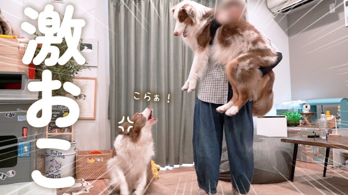 弟犬でもママが自分以外抱っこすると嫉妬でブチギレちゃう犬💦【ボーダーコリー・オーストラリアンシェパード】 弟犬でもママが自分以外抱っこすると嫉妬でブチギレちゃう犬💦【ボーダーコリー・オーストラリアンシェパード】