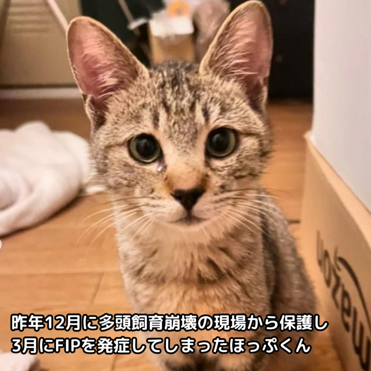 ほっぷくん