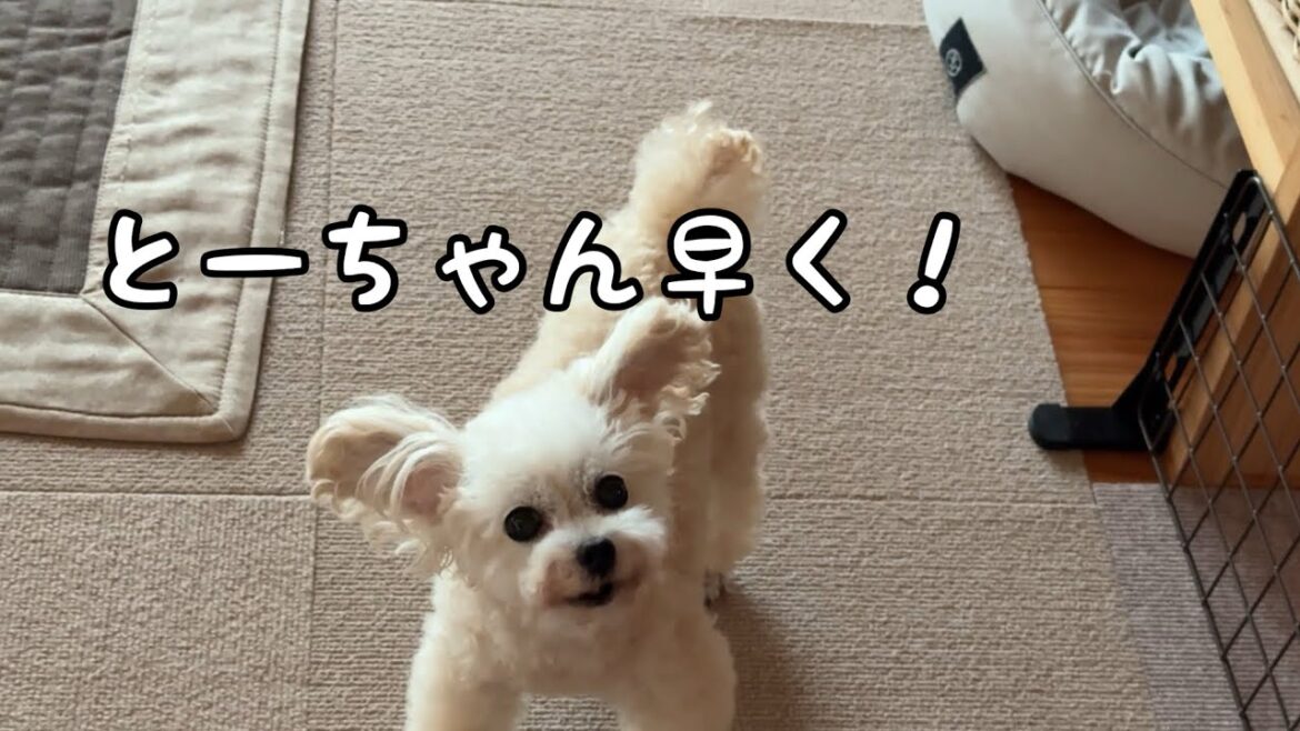 とーちゃんの時だけ熱烈歓迎するトイプードル