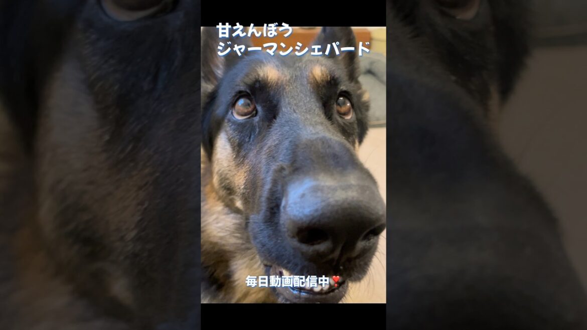 【どんどん甘えん坊になるシェパード】 #可愛い #癒し #gsd #ジャーマンシェパード #大型犬 #germanshepherd #shorts