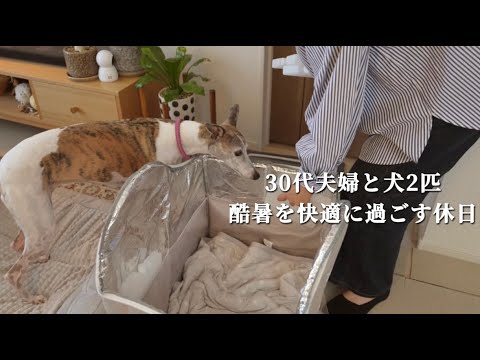 30代夫婦と犬2匹。愛犬と酷暑を快適に過ごす休日|夏の冷え冷え犬グッズ購入品【イタグレ】【ウィペット】 30代夫婦と犬2匹。愛犬と酷暑を快適に過ごす休日|夏の冷え冷え犬グッズ購入品【イタグレ】【ウィペット】