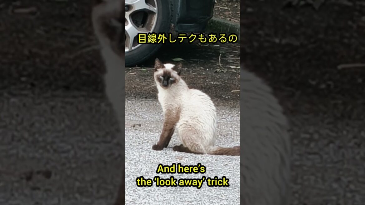 Purr-fect Top Model: Siamese Cat Steals the Spotlight! トップモデル級シャム猫、完璧ポーズ!   #shorts
