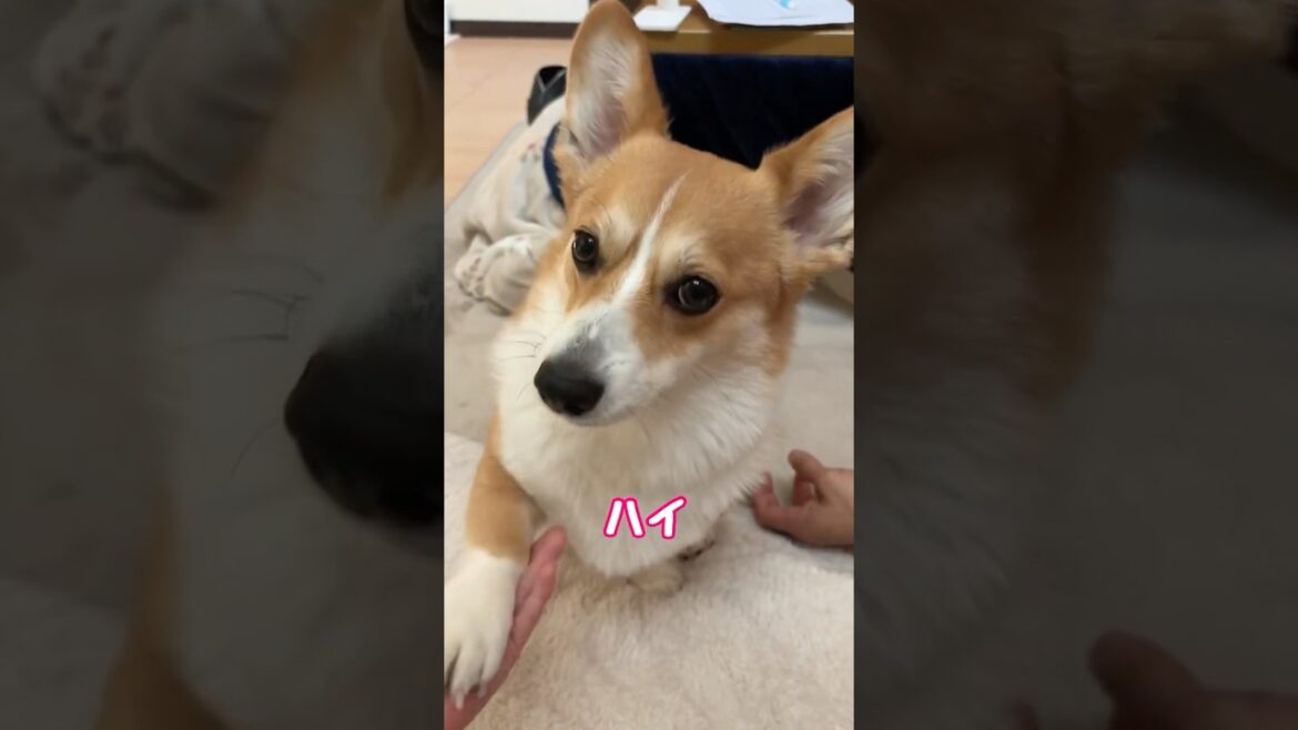 お返事完璧じゃないですか？#コーギー #コーギーぷう子  #corgi #コマンド