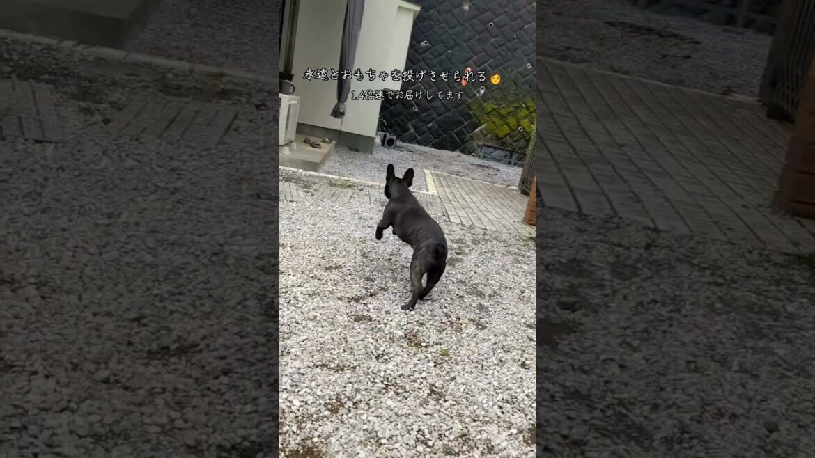体力オバケいろは#フレンチブルドッグ #フレブル #日常 #frenchbulldog #shorts #犬のいる暮らし