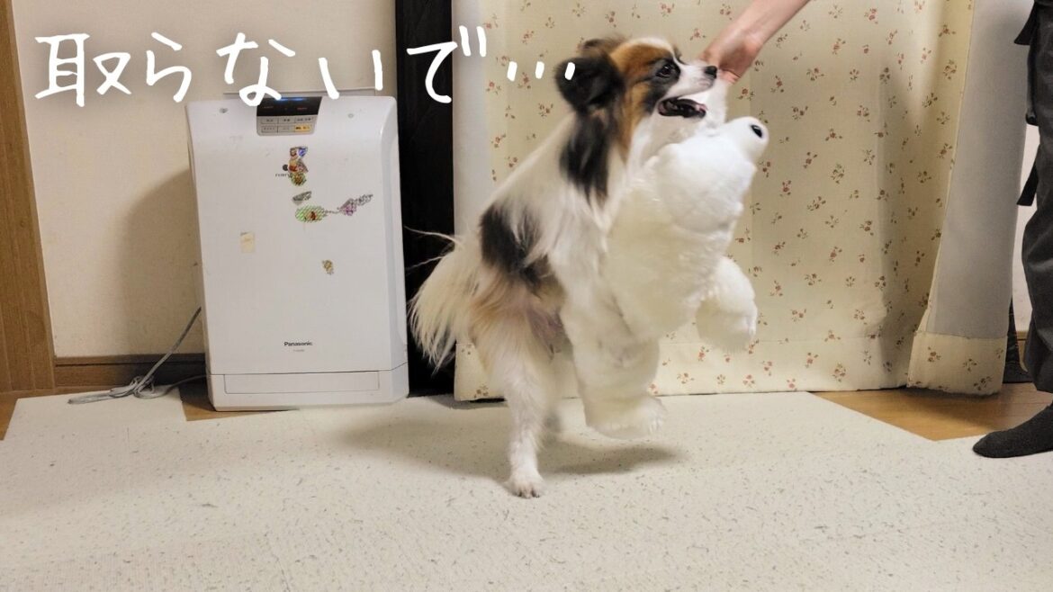 【パピヨン】大好きなぬいぐるみを洗濯されたパピヨン犬がこちら