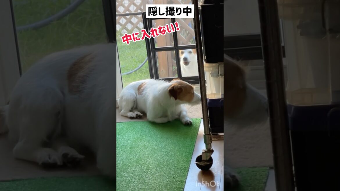 言葉を理解する犬🐶ジャックラッセルテリアのひまわり＆つばき【ひまチャンネル】#shorts#jackrussellterrier #犬のいる生活