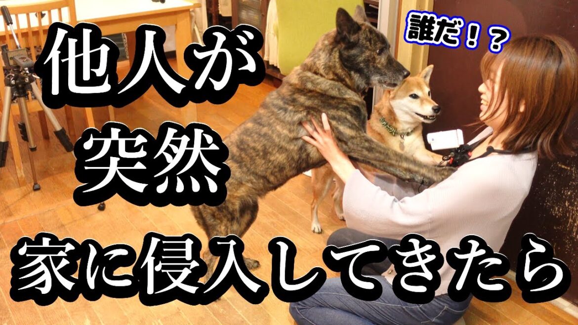 家族以外の人間が突然家に侵入！！警戒心強い甲斐犬と柴犬はどうする！？　 #甲斐犬 #柴犬　#dog