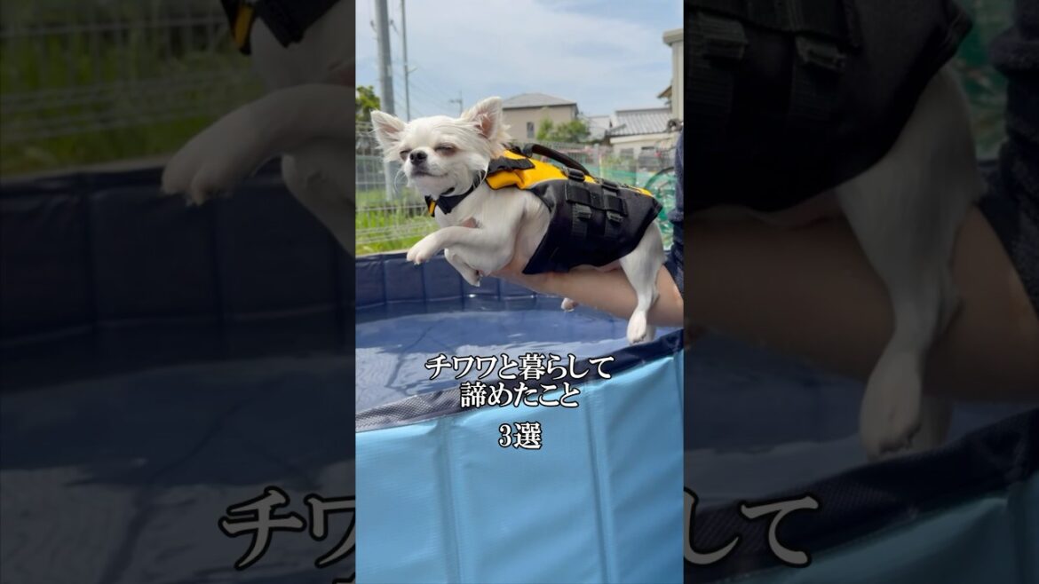 みんなの諦めた事教えて🐶#チュワワ#犬のいる生活 #あるある #チワワ