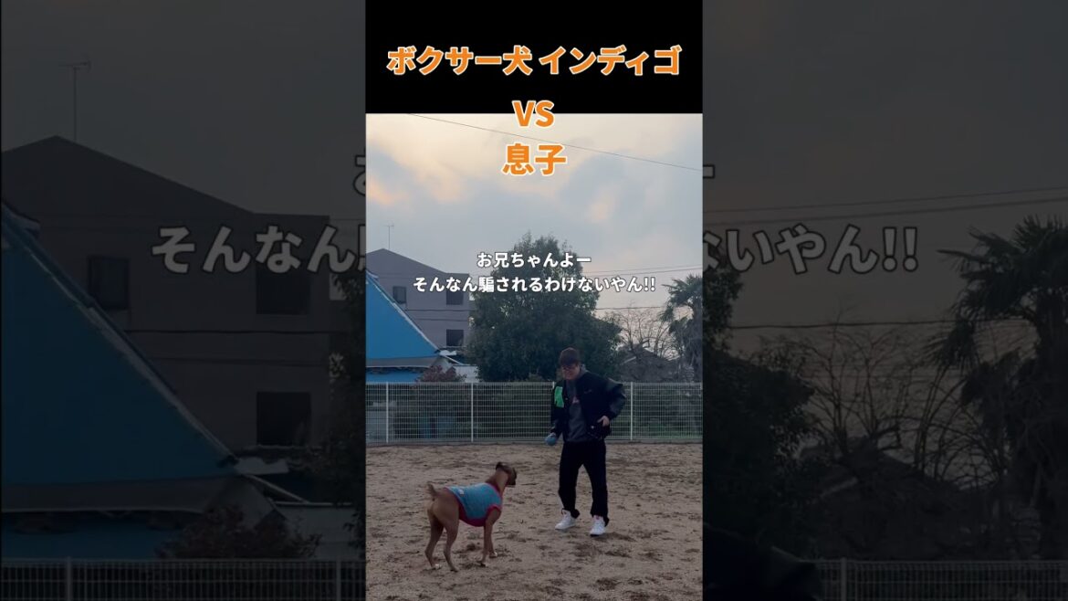 【ボクサー犬 インディゴ】何？その演技力‪𐤔𐤔‬‪𐤔 オレそんなにマヌケちゃうでー!!! #ボクサー犬 #ミニチュアシュナウザー #犬のいる暮らし #dog