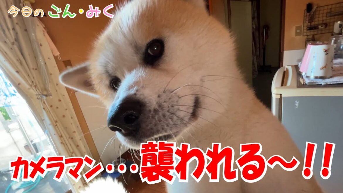 カメラマン・・・ 襲われる~!! 今日のごん・みく 秋田犬【ごん・みく チャンネル】 カメラマン・・・ 襲われる~!! 今日のごん・みく 秋田犬【ごん・みく チャンネル】
