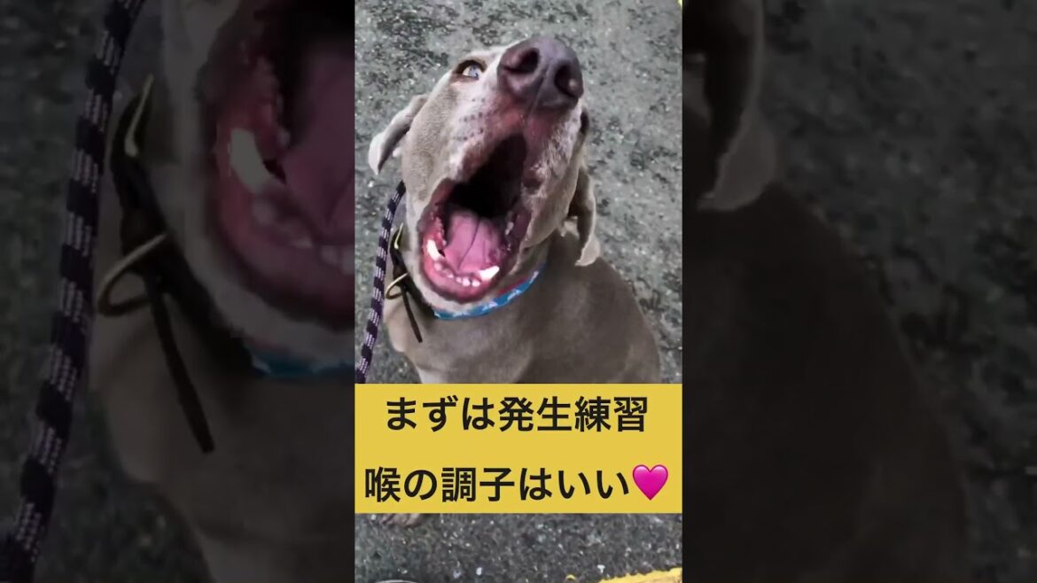 遠吠えワイマラナー先生#ワイマラナー#weimaraner#多頭飼い