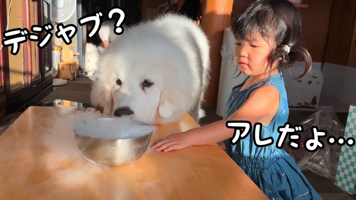 【まさか】超大型犬の子犬と３歳児に初めてドライアイスを見せた反応が意外な結果でした…｜グレートピレニーズ&オールドイングリッシュシープドッグ&トイプードル