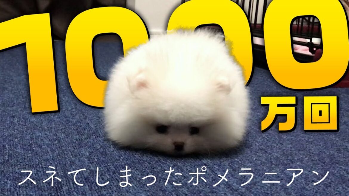 1000万回スネてしまったポメラニアン
