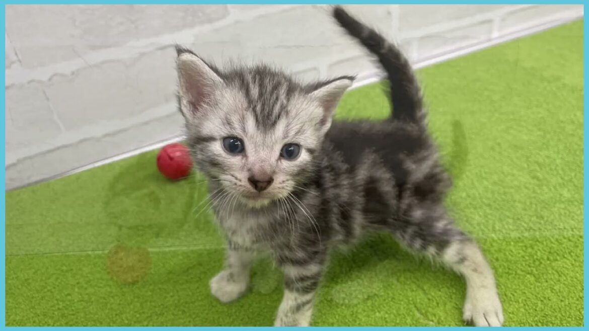 Coo&RIKU　No.00728414 アメリカンショートヘアー