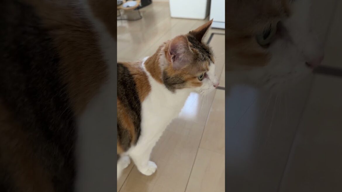 元野良猫ちゃくちゃん15歳ヌシが帰宅後おしゃべりが止まりません #cat #保護猫 #三毛#老猫#猫のいる暮らし #ねこ