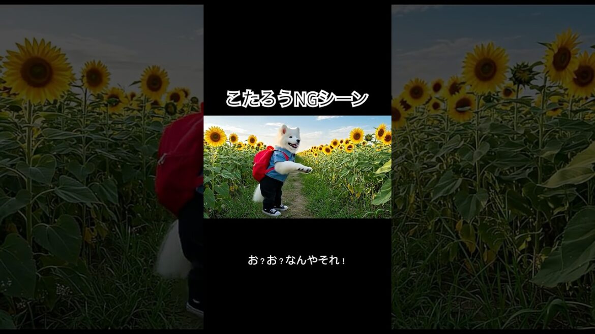 "どうしても走ってしまう"サモエドこたろうNGシーン🆖😂