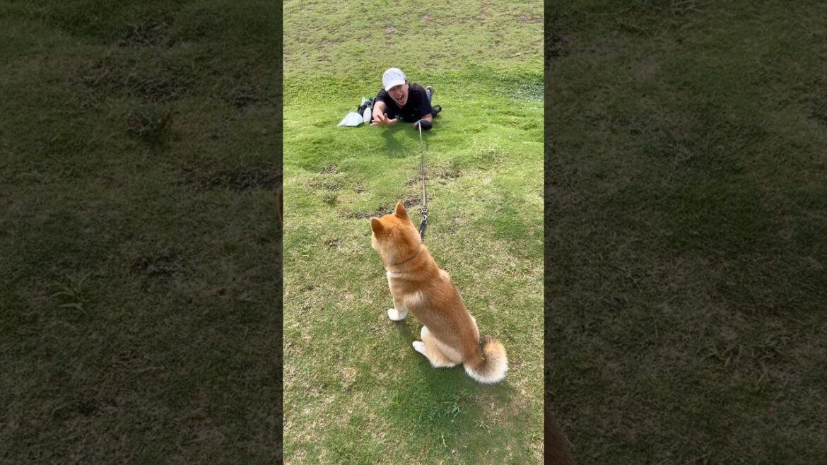 シバリン1000mg配合　シバビタンS #柴犬　#柴犬とん