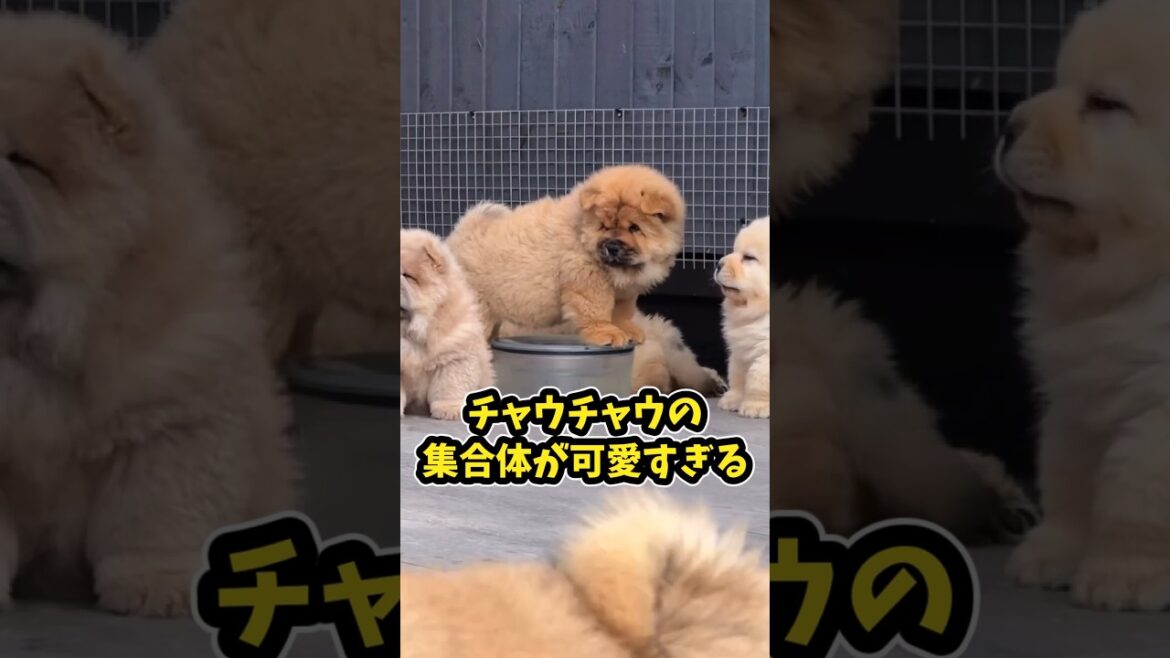 仕事で疲れた皆に贈る笑いと癒しのチャウチャウ5選ww　#チャウチャウ #笑える #癒し #犬のいる暮らし #犬のいる生活 #元気になる動画