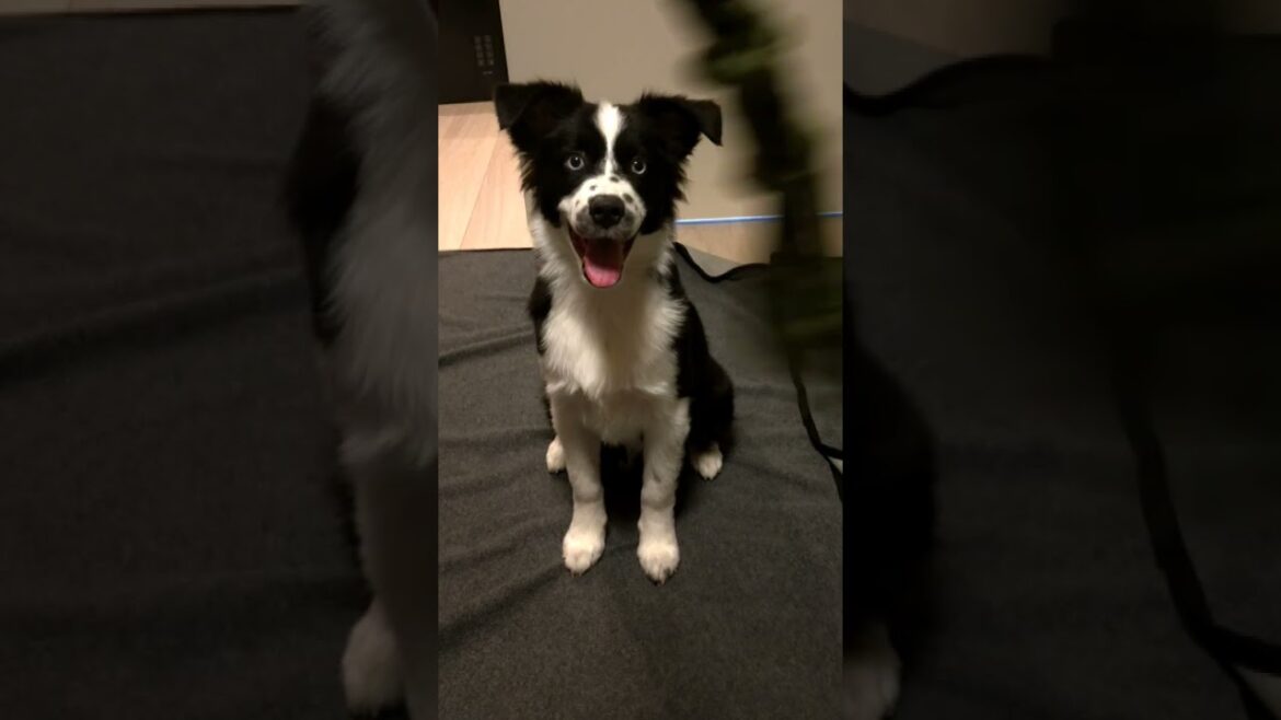 動体視力の鍛え方 #shorts #puppy #ボーダーコリー #オーストラリアンシェパード #ミニチュアアメリカンシェパード #子犬 #cute #funny