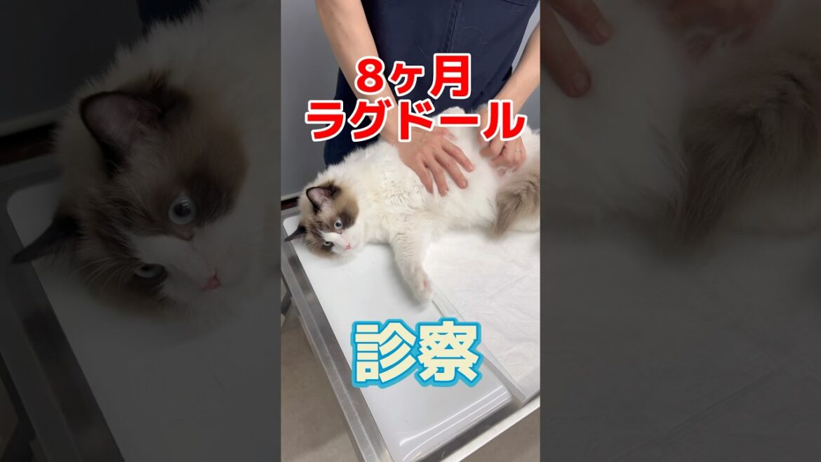 トイレには何度も行くが尿が1日出てない8ヶ月のラグドールが動物病院にやって来た！