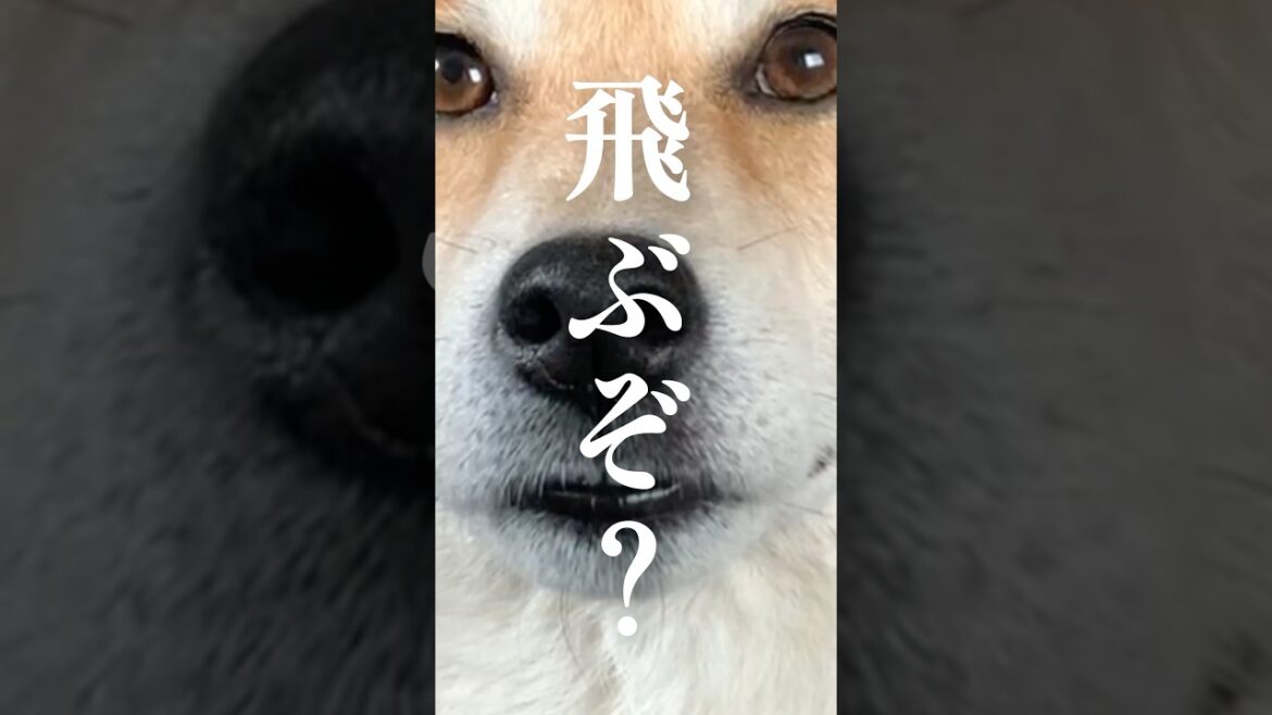 年中無休系の柴犬　#柴犬 #柴犬こむぎ #アテレコ