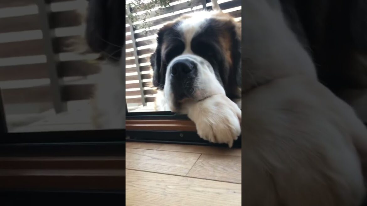 もうすぐ春！ #セントバーナード #saintbernard #超大型犬 #dog