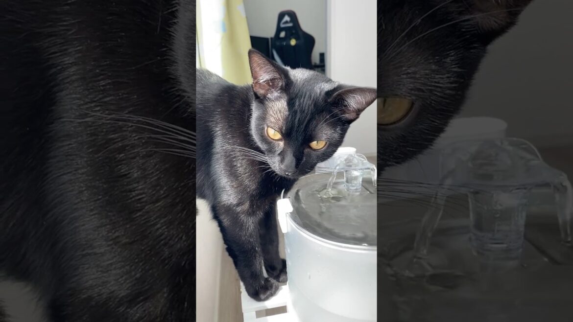 お水を眺める黒猫　#ボンベイ #子猫 #cat #bombay #猫のいる暮らし #猫のいる生活 #猫 #ねこ #ねこ動画 #猫好きさんと繋がりたい #エルフィン #給水器