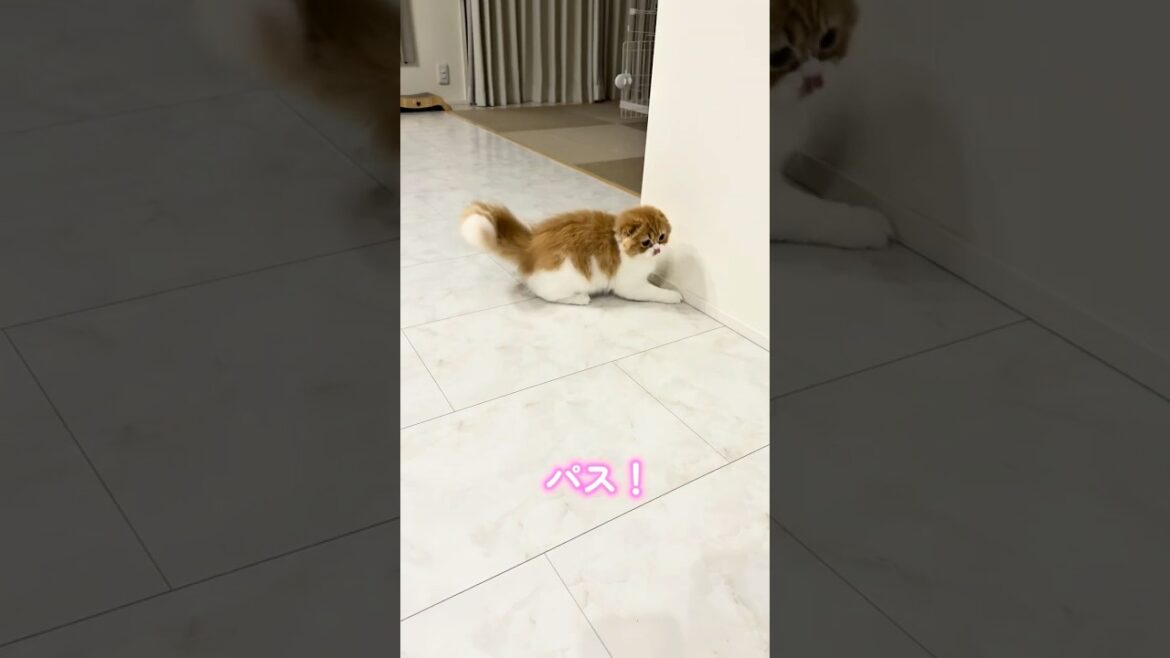 パス回しがうますぎる猫🐈✨ #スコティッシュフォールド #ねこ #猫 #cat #ねこ動画 #ぷく #もふ