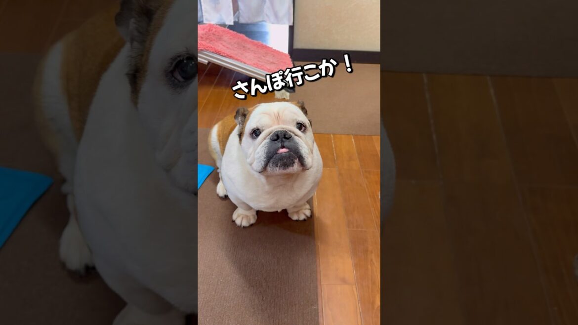 「さんぽ」の言葉にテンションアゲアゲのじいちゃん#ブルドッグまめ #まめりき #シニアブルドッグ